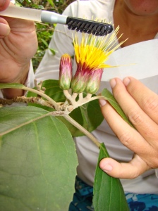 Hand Pollination of the Hesperomannia-oahuensis needs human assistance to be pollinated and to thrive in the Honouliuli Forest Reserve, photo courtesy of Susan Ching 